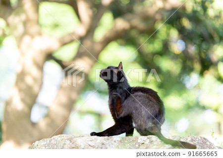 Cat in the park Cat in the park 91665665
