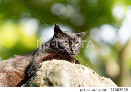 Cat in the park Cat in the park 91665666