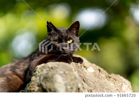 貓在公園裡 貓在公園裡 91665720