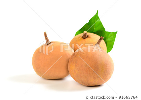 santol fruit isolated on white background, the famous fruit of Lop Buri, 91665764