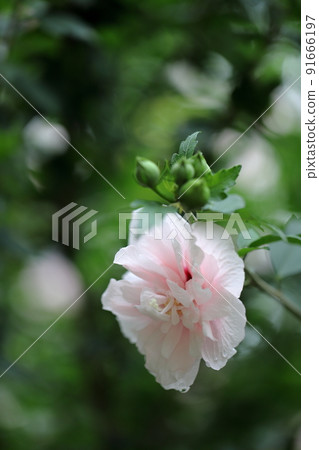 玫瑰沙龍 91666197