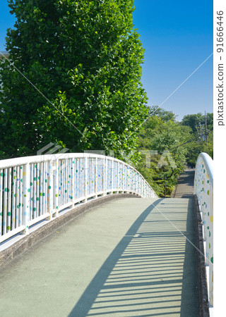 有夏天藍天和路旁樹的人行橋 91666446