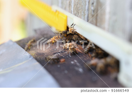 Honey bees swarm and fly around enters hive Honey bees swarm and fly around enters hive 91666549