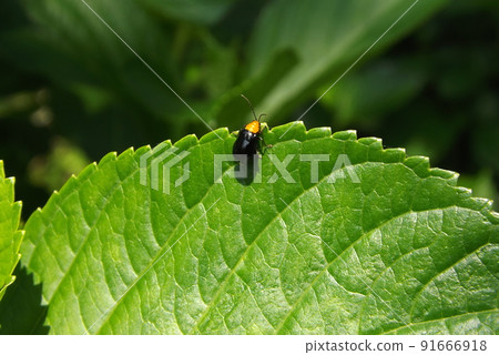 Black beetle on the leaves Black beetle on the leaves 91666918