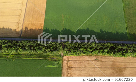 Automobile road with car driving along it between yellow green agricultural fields with different agricultural crops. Aerial Drone View. Agrarian field, agricultural culture. Agroindustrial industry Automobile road with car driving along it between yellow green agricultural fields with different agricultural crops. Aerial Drone View. Agrarian field, agricultural culture. Agroindustrial industry 91667220