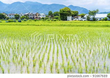 [神奈川縣]開成町的田園風光 91667689