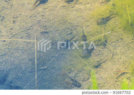 生活在稻田裡的蝌蚪 生活在稻田裡的蝌蚪 91667702