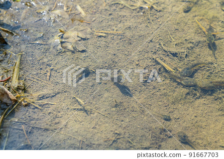 生活在稻田裡的蝌蚪 91667703