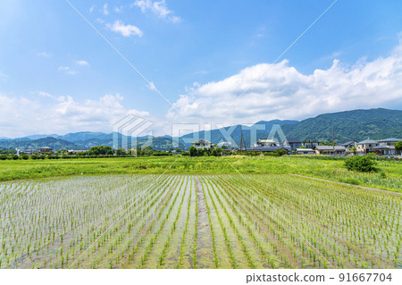 [Kanagawa Prefecture] Rural scenery spreading in Kaisei Town 91667704