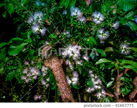 玉蕊 玉蕊 91667775