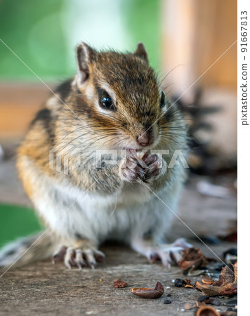 Chipmunk on a feeder eating sunflower seeds. Close-up. Chipmunk on a feeder eating sunflower seeds. Close-up. 91667813