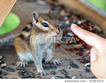 Chipmunk on a feeder looking on the human finger. Close-up. Chipmunk on a feeder looking on the human finger. Close-up. 91667814