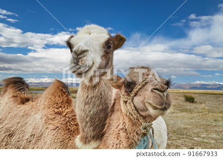 Camels in Mongolian desert 91667933