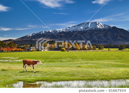 Farmland with grazing sheep and cows Farmland with grazing sheep and cows 91667934