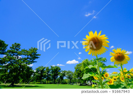 在湛藍的天空下綻放的向日葵 91667943