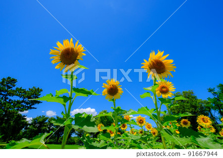 在湛藍的天空下綻放的向日葵 91667944