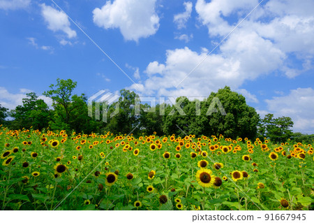 在湛藍的天空下綻放的向日葵 91667945