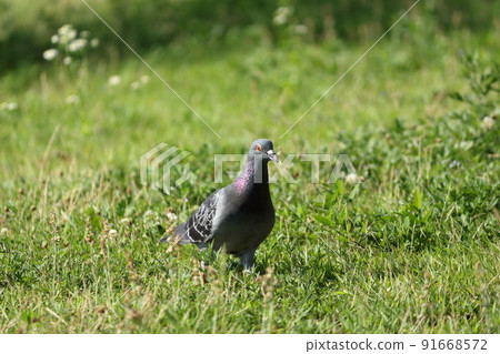 Pigeons looking for food in the grass 91668572