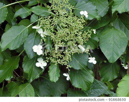 Climbing Hydrangea (Junsai Swamp, Yuzawa City, 6/30) 91668630