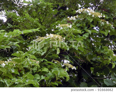 Climbing Hydrangea (Shimohamahanekawa New Building, Akita City, 6/20) Climbing Hydrangea (Shimohamahanekawa New Building, Akita City, 6/20) 91668662