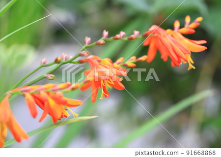 Flower of Himehiougizuisen 91668868