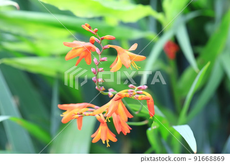 Flower of Himehiougizuisen Flower of Himehiougizuisen 91668869