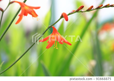 Flower of Himehiougizuisen 91668875