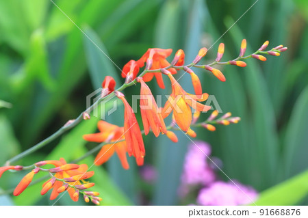 Flower of Himehiougizuisen 91668876