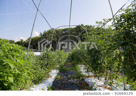 Organic tomato farms cultivated without pesticides 91669120