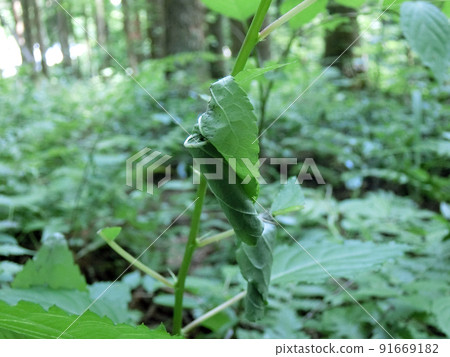 Apoderus jekelii (Yuwahiraotori, Akita City, 6/22) Apoderus jekelii (Yuwahiraotori, Akita City, 6/22) 91669182