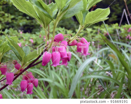 杜鵑花(Higashinaruse Village Wetland Sawa,6/29) 杜鵑花(Higashinaruse Village Wetland Sawa,6/29) 91669191