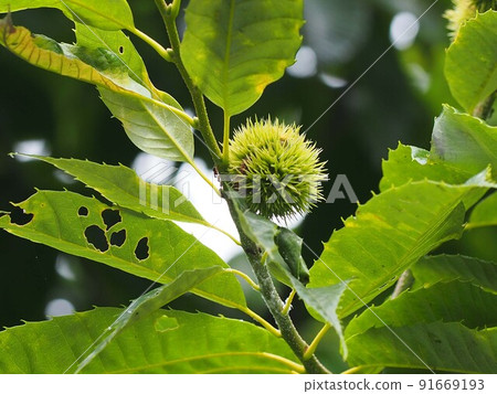 夏季藍板栗魷魚(帶葉和果實的板栗) 夏季藍板栗魷魚(帶葉和果實的板栗) 91669193