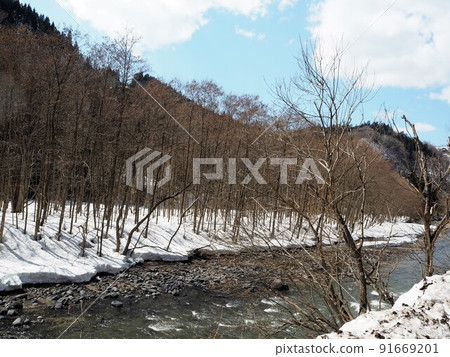 開始生根的春天森林 91669201