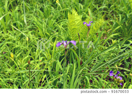 [Shimotakai District, Nagano Prefecture] Shiga Ayame Shiga irises discovered in Shiga Kogen in 1958 91670033
