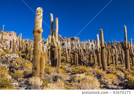 Big cactus on Incahuasi island, salt flat Salar de Uyuni, Altiplano, Bolivia 91670175
