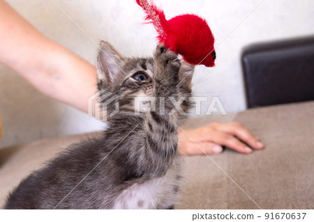Little Grey Kitten Playing with Toy Mouse Little Grey Kitten Playing with Toy Mouse 91670637
