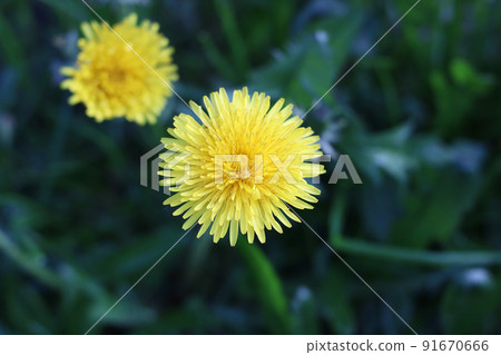 Yellow dandelion bud on green blurry background Yellow dandelion bud on green blurry background 91670666