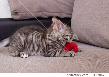 Little Grey Kitten Playing with Toy Mouse 91670672