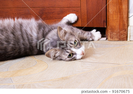 Gray cat opens a closed door closeup Gray cat opens a closed door closeup 91670675