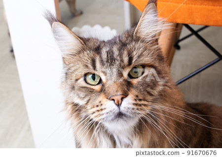 Portrait of domestic striped Maine Coon closeup Portrait of domestic striped Maine Coon closeup 91670676