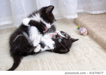 Two black funny kittens playing on the floor Two black funny kittens playing on the floor 91670677