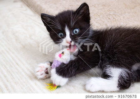 Cheerful black kitten playing with a toy Cheerful black kitten playing with a toy 91670678