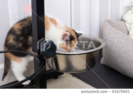 A small tricolor kitten drinks water from a dog bowl A small tricolor kitten drinks water from a dog bowl 91670681