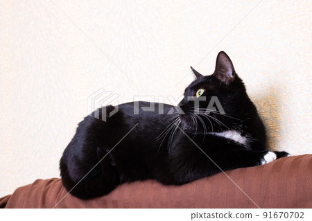 Black kitten with a sore eye on the bed Black kitten with a sore eye on the bed 91670702