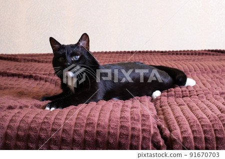 Black kitten with a sore eye on the bed Black kitten with a sore eye on the bed 91670703