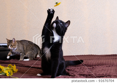 Black cat sniffing yellow dandelions in hand Black cat sniffing yellow dandelions in hand 91670704