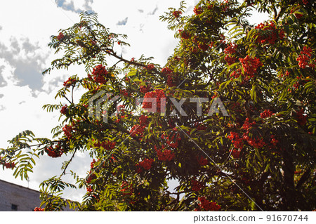 Bright rowan berries among green leaves closeup 91670744