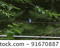 Kingfishers of Inokashira Park 91670887