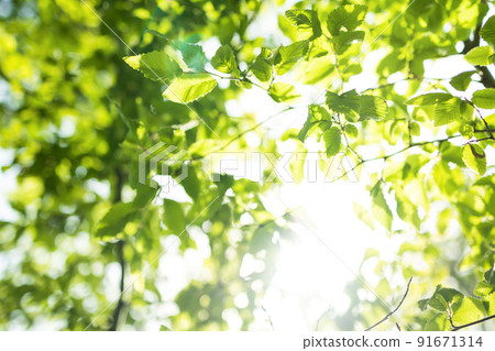 sun rays with radiant bokeh shines through forest trees sun rays with radiant bokeh shines through forest trees 91671314