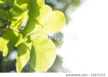 sun shines through green leaves with white sky background sun shines through green leaves with white sky background 91671315